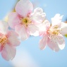 桜キャンディーズ♪