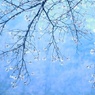 桜のしずく