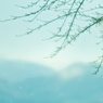 sakura drops♪