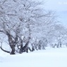 凍える桜並木
