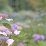 板取 四季の森With玉ボケⅠ