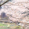 ふたつのベンチ
