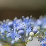 紫陽花