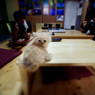 子猫