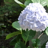薄紫紫陽花
