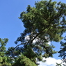 見上げると木、その上には青空