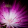 Feux d'artifice