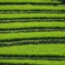 梅雨明け