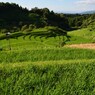 梅雨明け