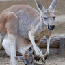 カンガルーの親子