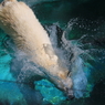 Diving！