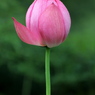 一枚の花びら　【開く】