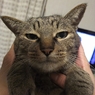 捕獲