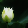 彩り