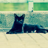 ねそべるくろねこ