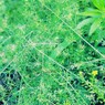 行く春に～野花