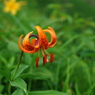 逢いたかった花　/ 　7月の白山