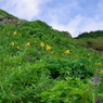 至福の尾根歩き /　7月の白山