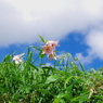 夏空に向かって咲く　/　7月の白山