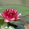 彩り