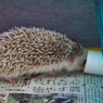 ハリドーザー？