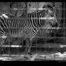 Zoo Ⅹ - Dreaming to far -