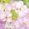 DSC08296