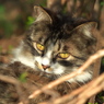 通りすがり猫92