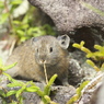 然別のナキウサギ（この子も近い）