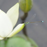 睡蓮に