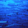 お魚天国