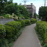 花の通学路