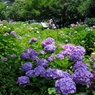 Ajisai Garden