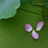 蓮の花９