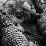 Pattern of crocodile