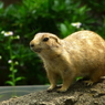 Prairie dog