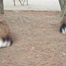 鹿のお尻