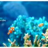 Tropical fish