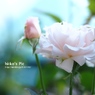 pure rose