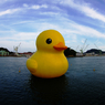 『piyo #13』