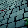 Rose cosparse