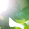 2012 summer