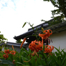 妙心寺　百合