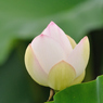 蓮