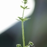 畑の隅のスカイツリー