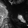頑張る根