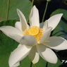 hasu15