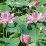 hasu20