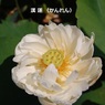 hasu27