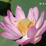 hasu28